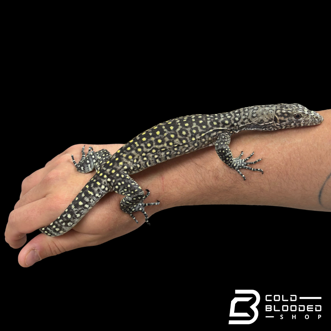 Baby Pastel Blue-tailed Monitor - Varanus doreanus