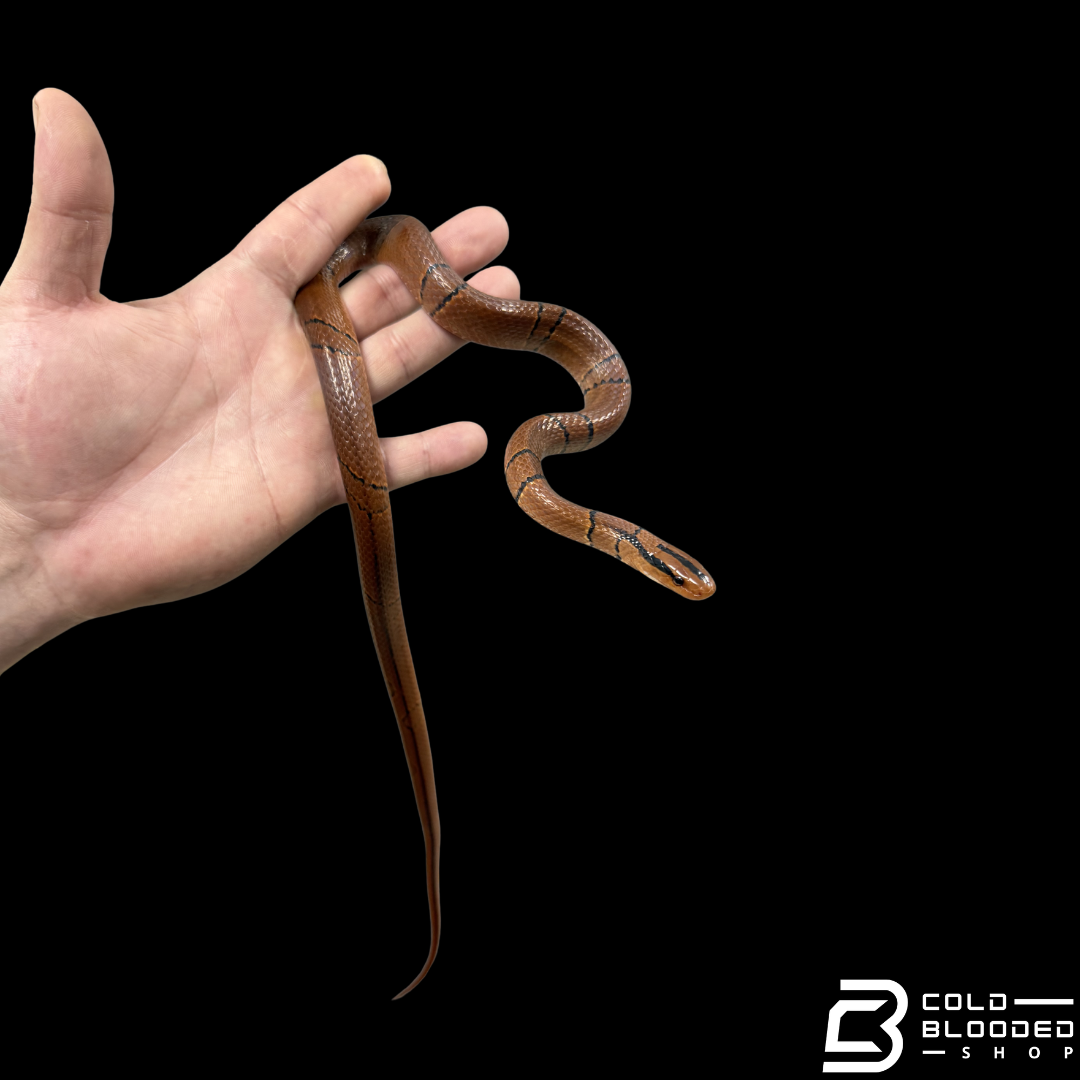 Bamboo Rat Snake - Oreocryptophis porphyraceus