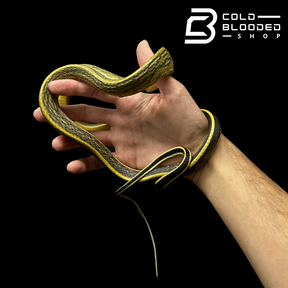 Cave Dwelling Rat Snake - Orthriophis taeniurus grabowskyi - Cold Blooded Shop