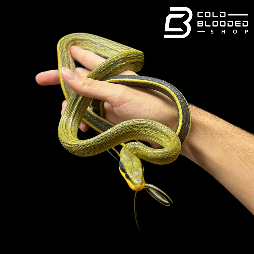 Cave Dwelling Rat Snake - Orthriophis taeniurus grabowskyi - Cold Blooded Shop