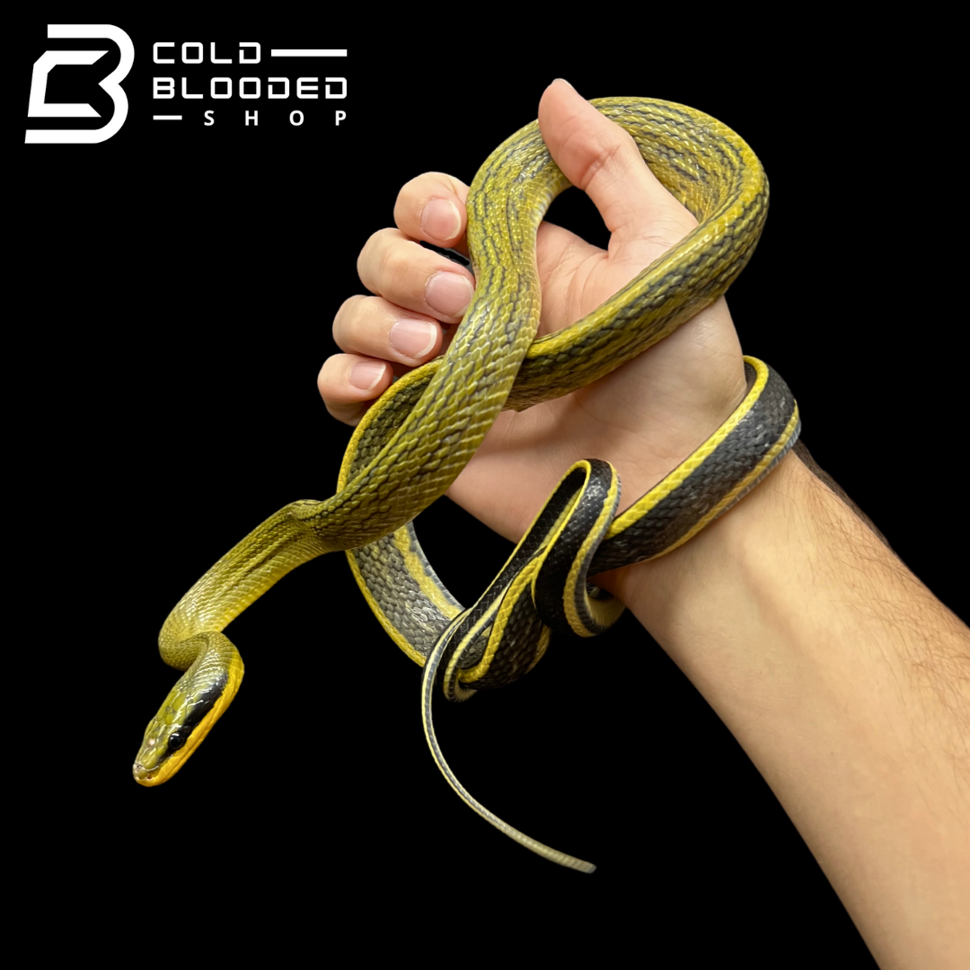 Cave Dwelling Rat Snake - Orthriophis taeniurus grabowskyi - Cold Blooded Shop