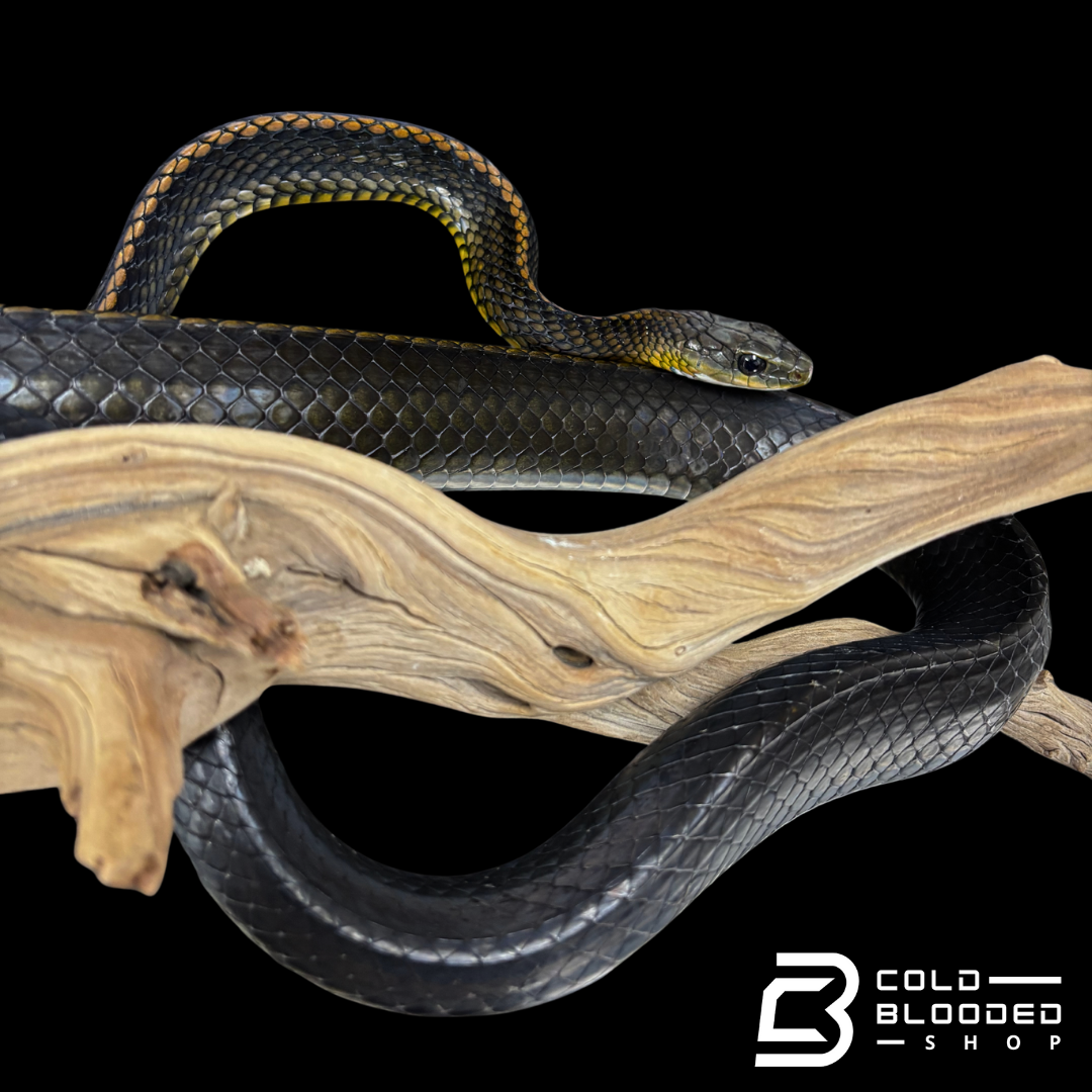 Female Big Eyed Rat Snake - Ptyas dhumnades