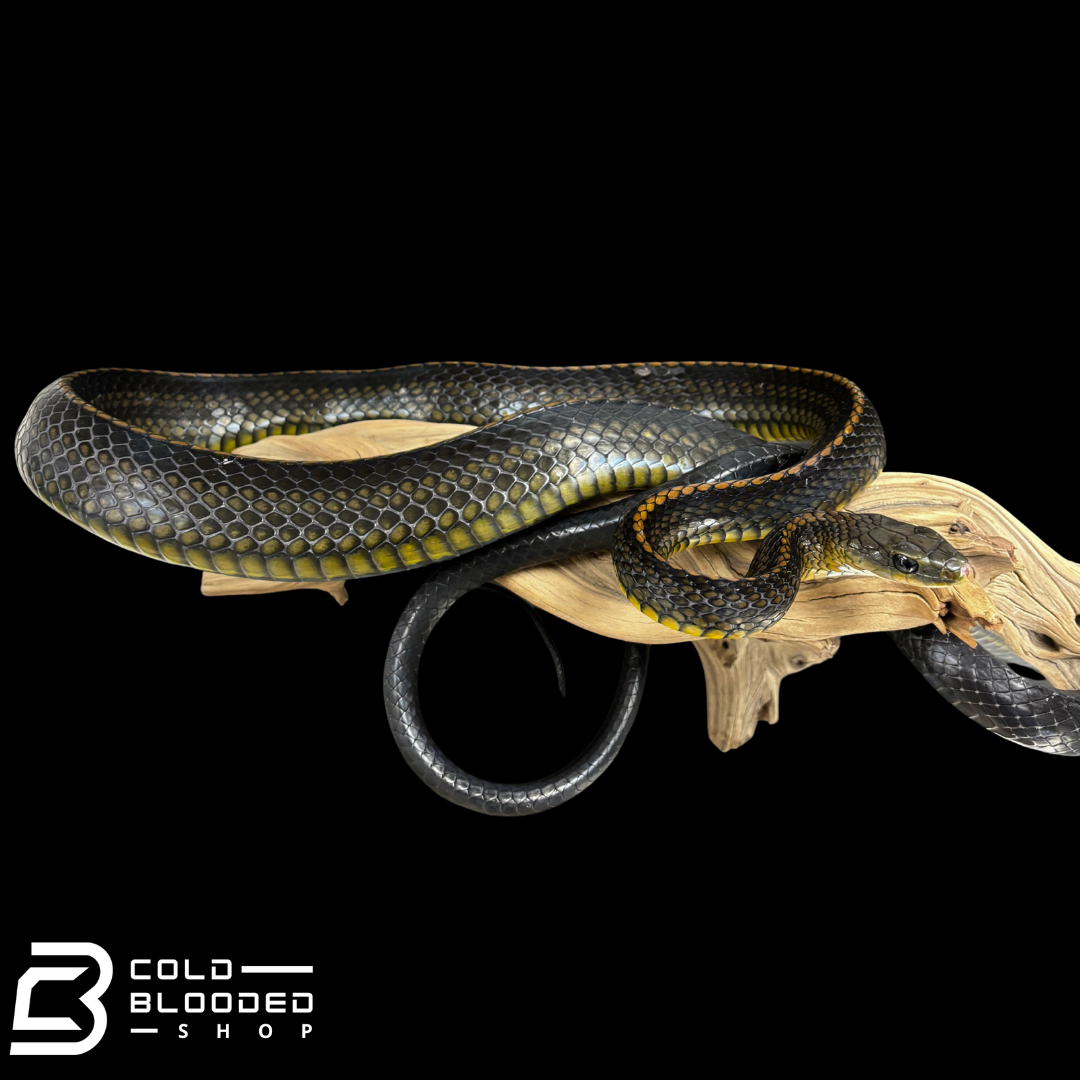 Female Big Eyed Rat Snake - Ptyas dhumnades