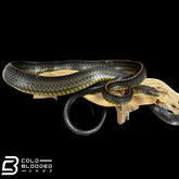 Female Big Eyed Rat Snake - Ptyas dhumnades