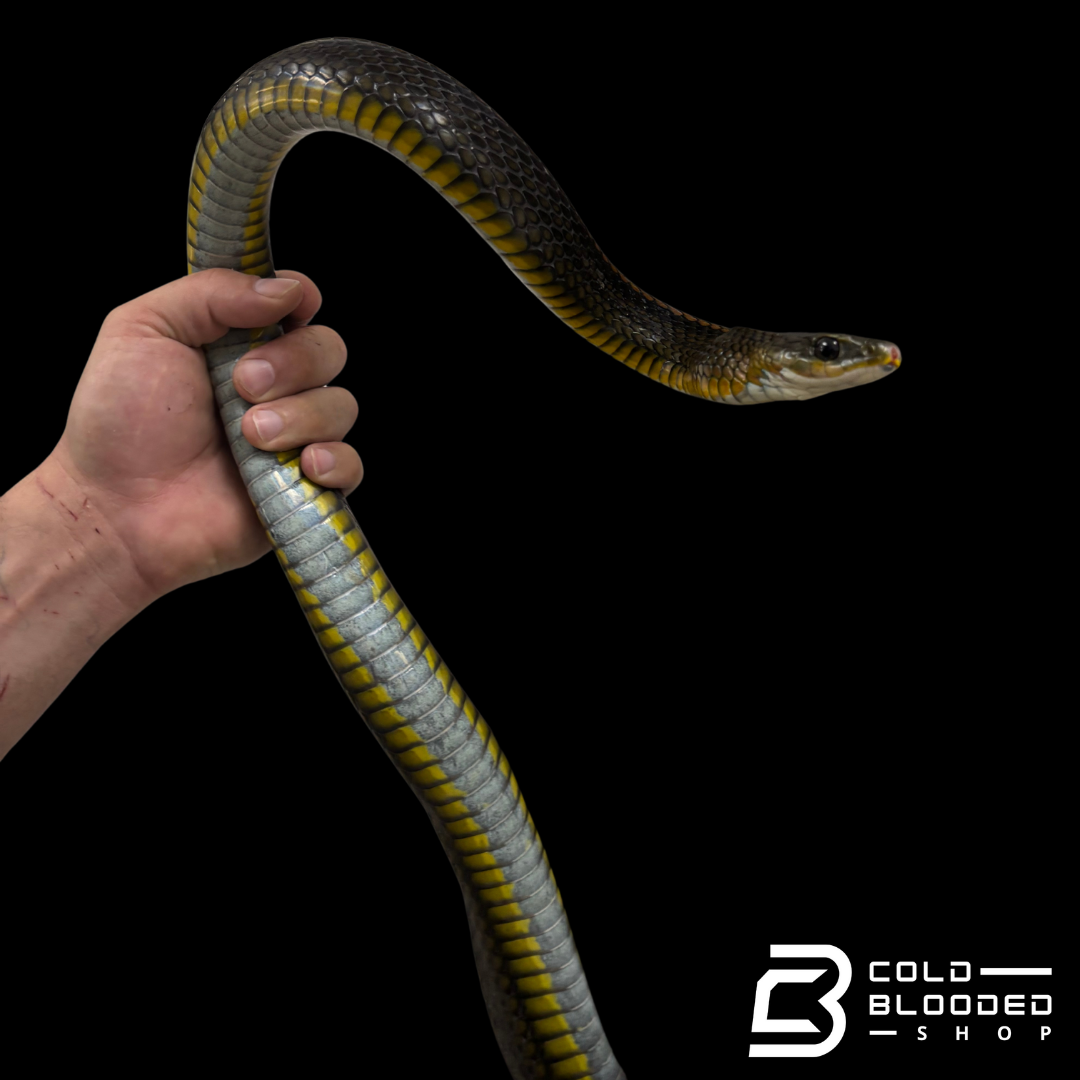 Female Big Eyed Rat Snake - Ptyas dhumnades