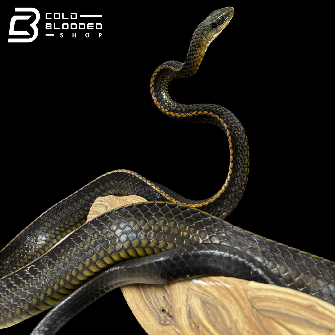 Female Big Eyed Rat Snake - Ptyas dhumnades