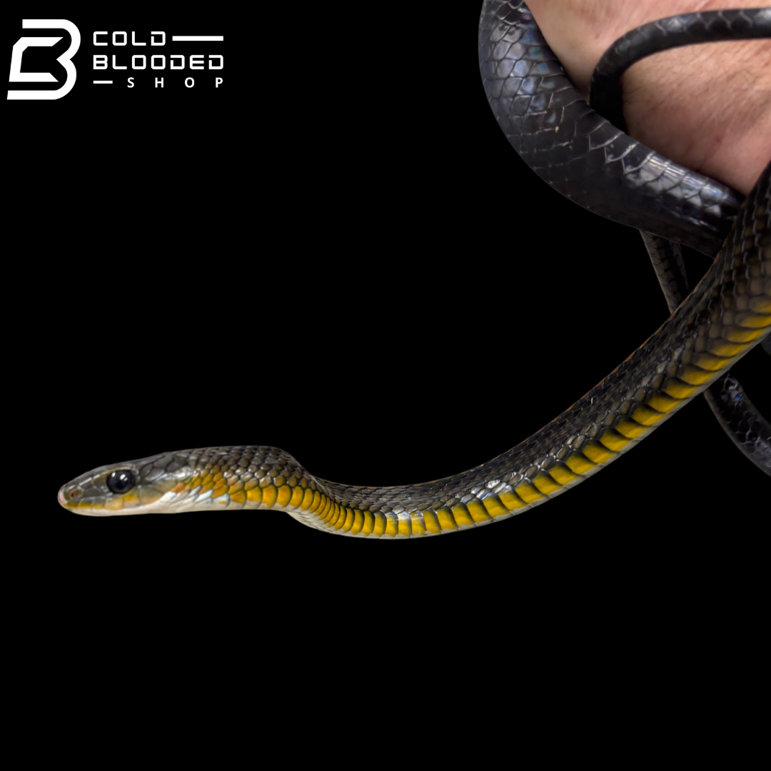 Female Big Eyed Rat Snake - Ptyas dhumnades