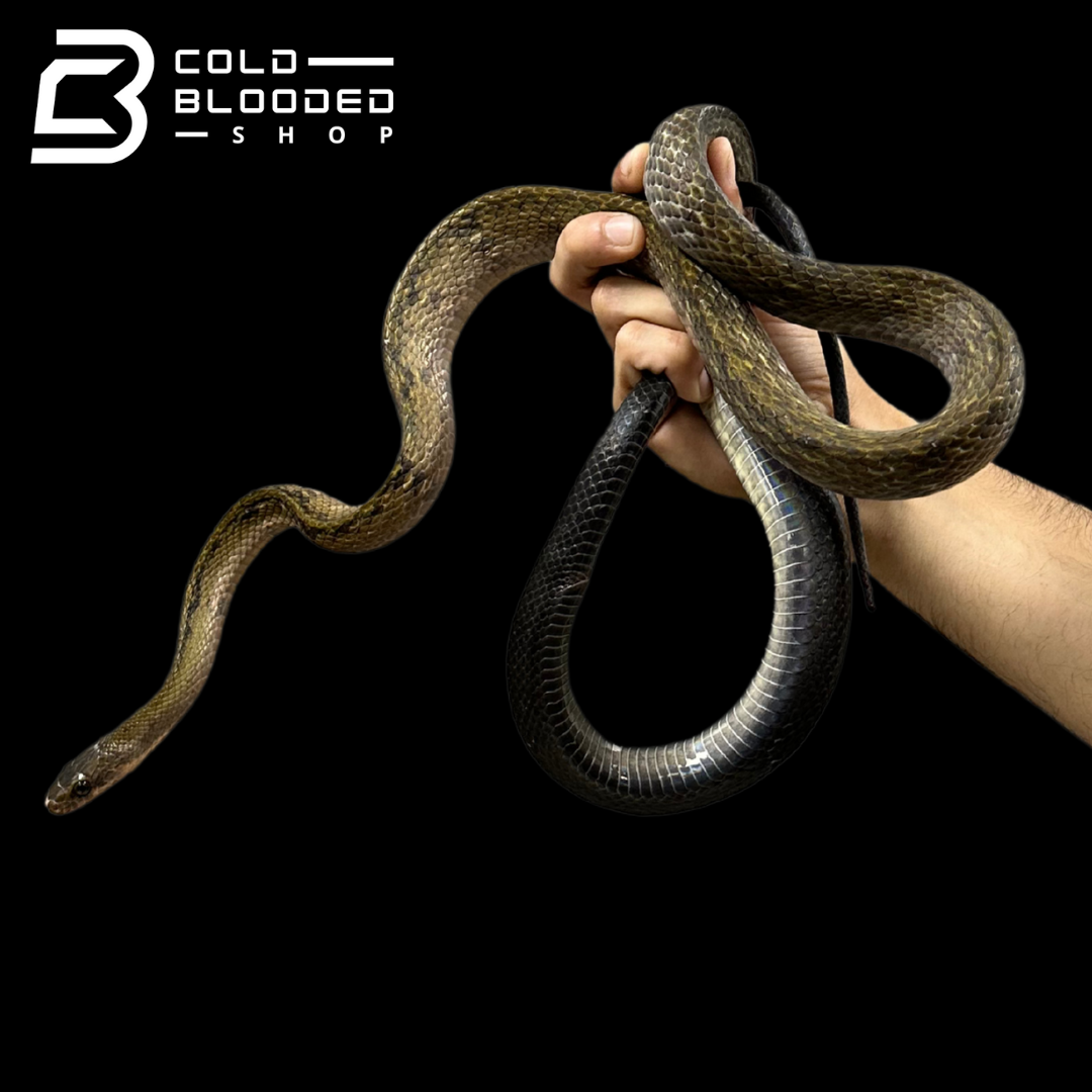 Black Copper Rat Snakes - Coelognathus flavolineatus