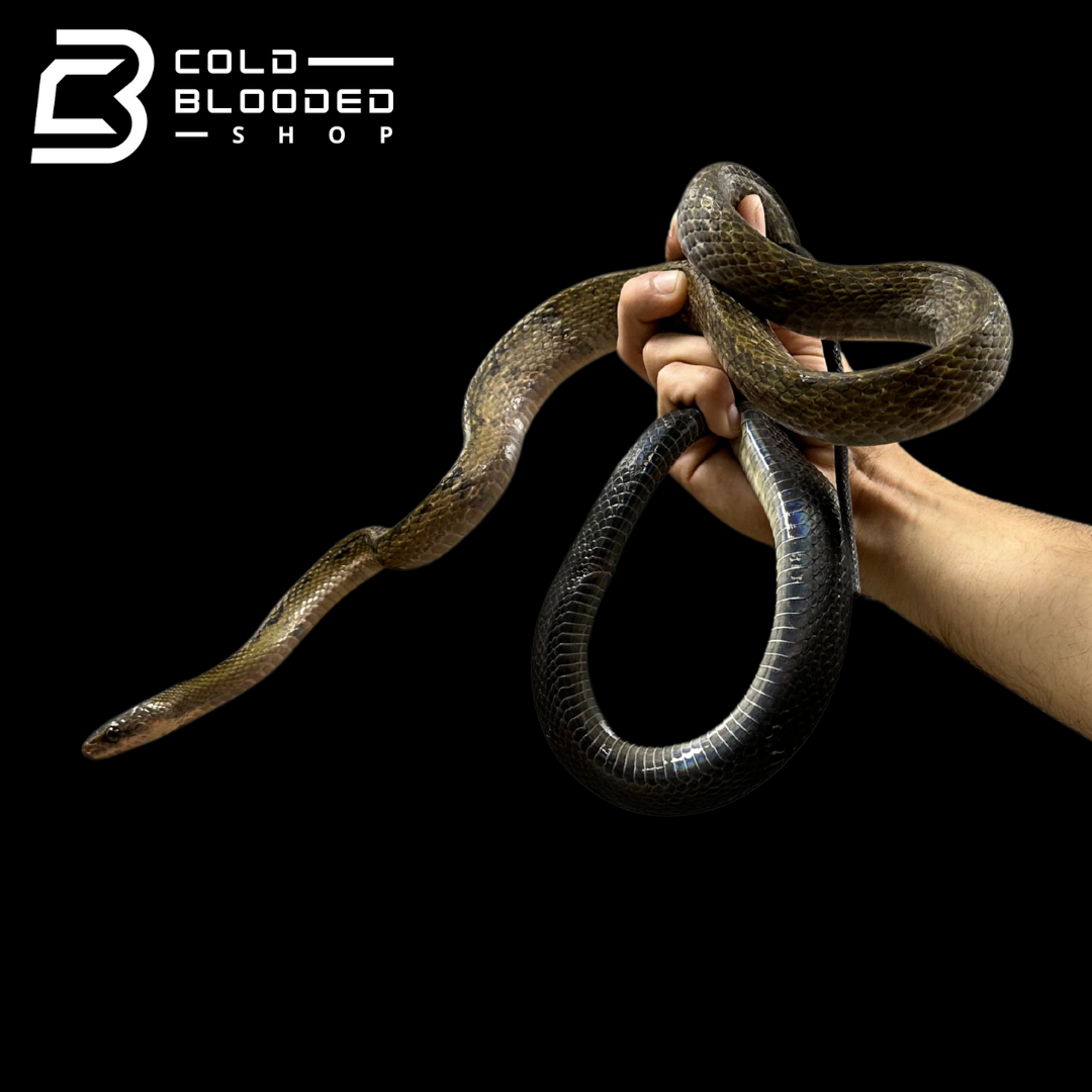 Black Copper Rat Snakes - Coelognathus flavolineatus