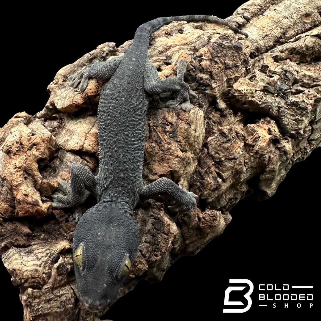 Young Patternless Tokay Gecko - Gekko gecko