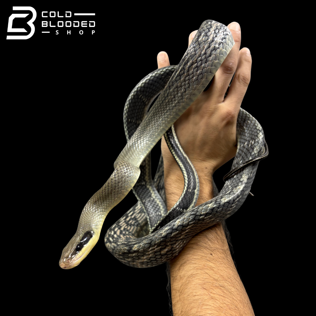 Vietnamese Blue Beauty rat snakes - Orthriophis taeniura callicyanous