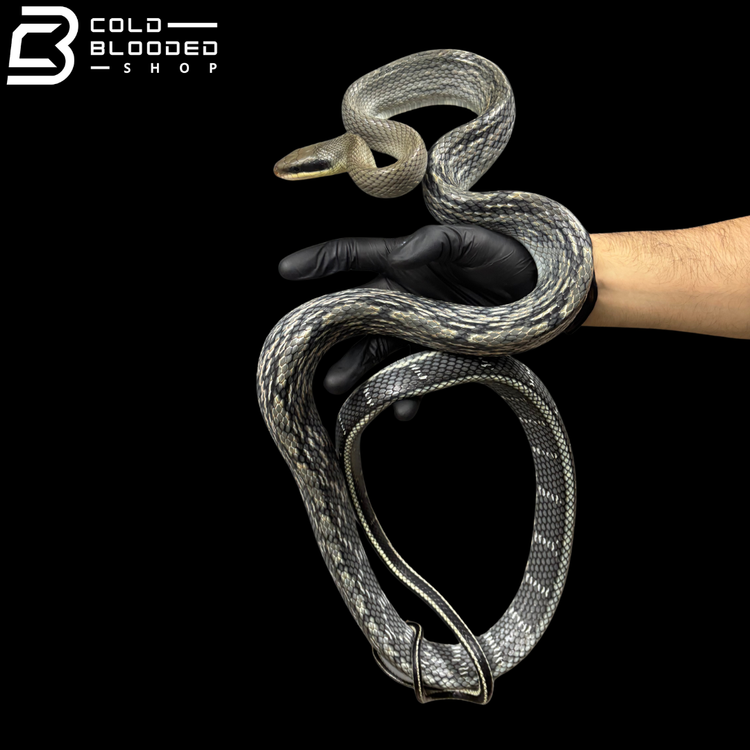 Vietnamese Blue Beauty rat snakes - Orthriophis taeniura callicyanous