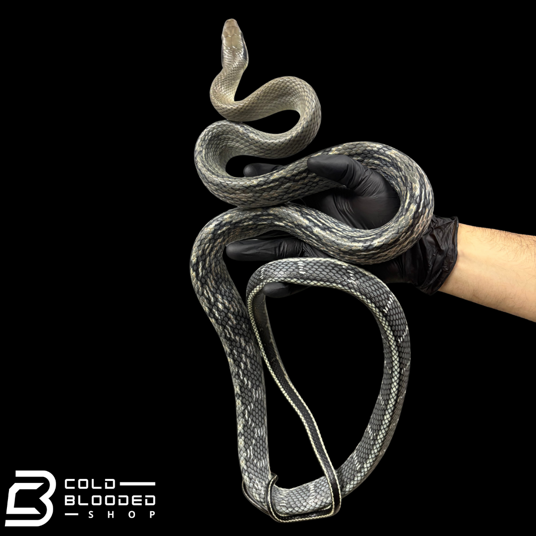 Vietnamese Blue Beauty rat snakes - Orthriophis taeniura callicyanous