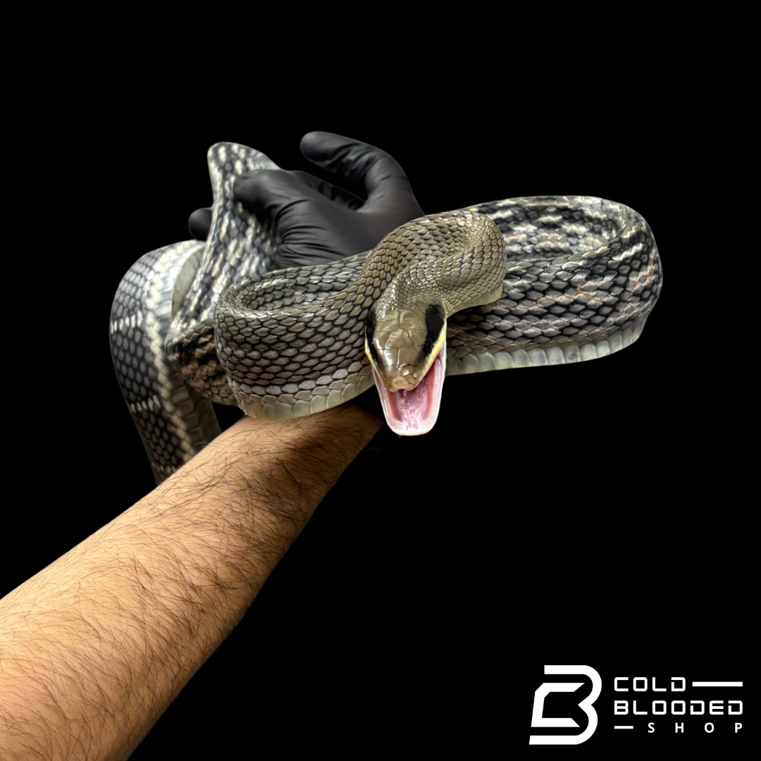Vietnamese Blue Beauty rat snakes - Orthriophis taeniura callicyanous