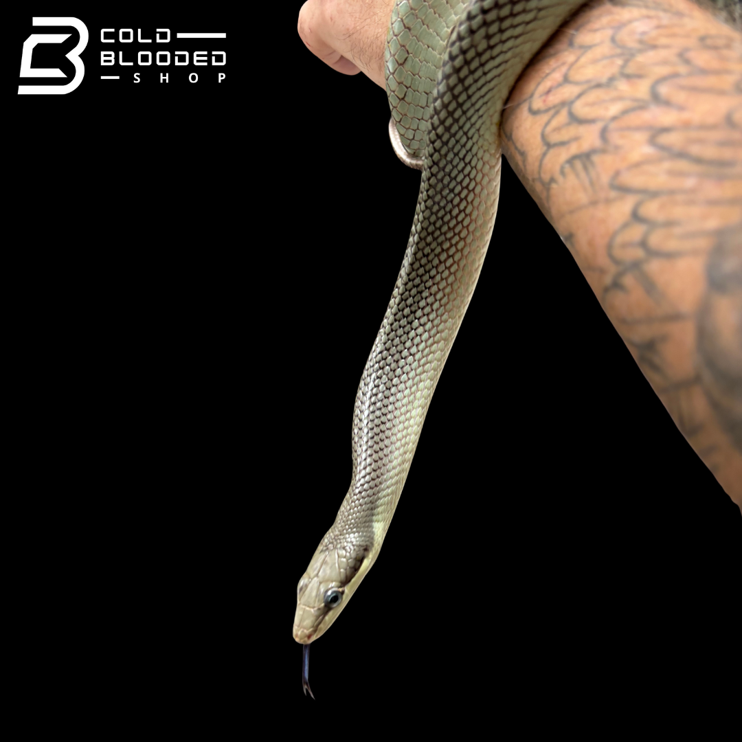 Blue Red-tailed Green Rat Snake - Gonyosoma oxycephalum