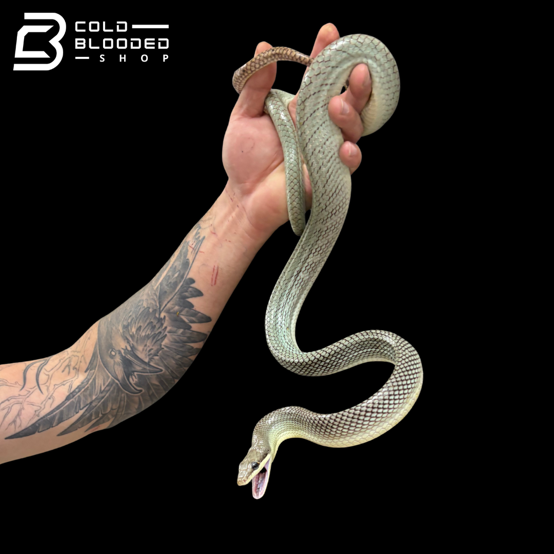 Blue Red-tailed Green Rat Snake - Gonyosoma oxycephalum