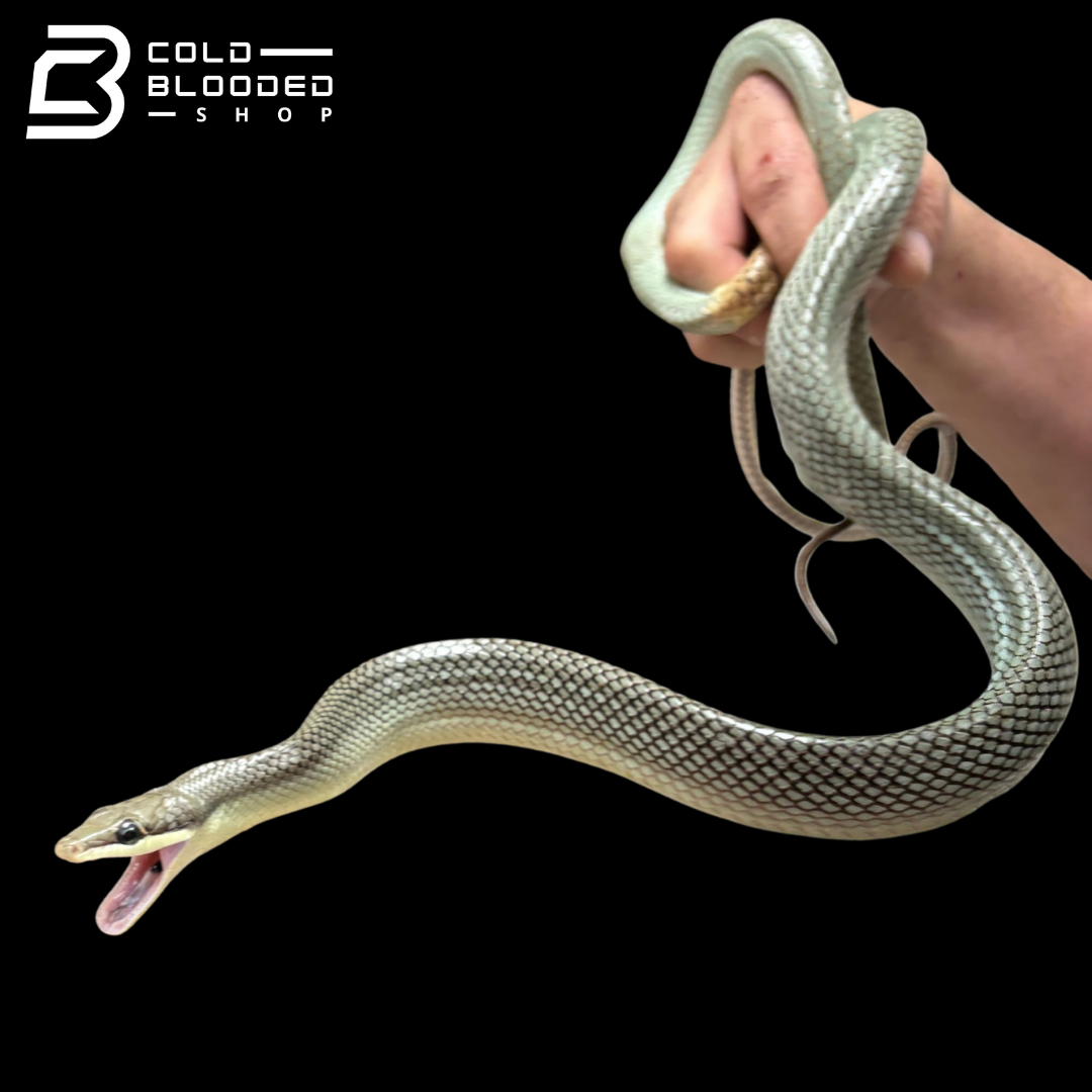 Blue Red-tailed Green Rat Snake - Gonyosoma oxycephalum