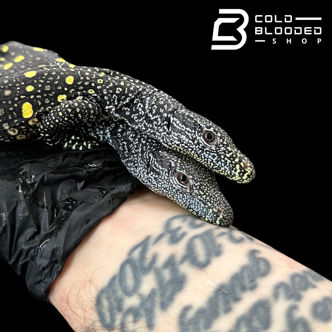 USCB Baby Crocodile Monitor - Varanus salvadorii