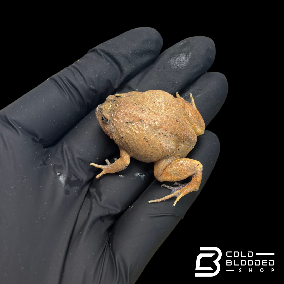 Burmese Squat Frog - Glyphoglossus guttulatus