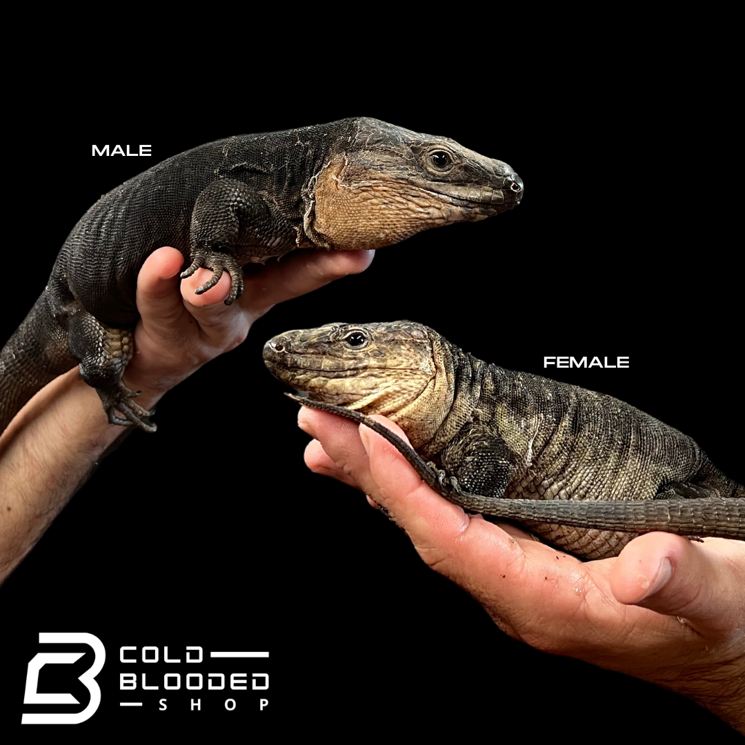 Pair of Adult Gran Canaria Giant Lizards - Gallotia stehlini