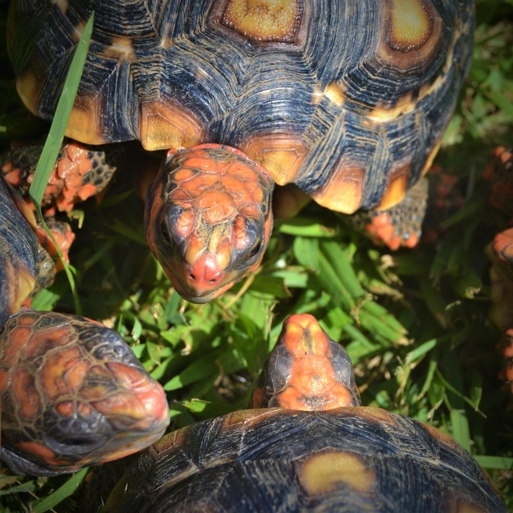 Baby-Red-Footed-Tortoise-color-phases-Cold-Blooded-Shop