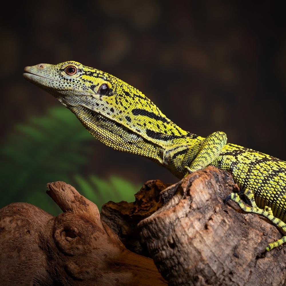 Yellow Tree Monitor Fun Facts Life Span CBS