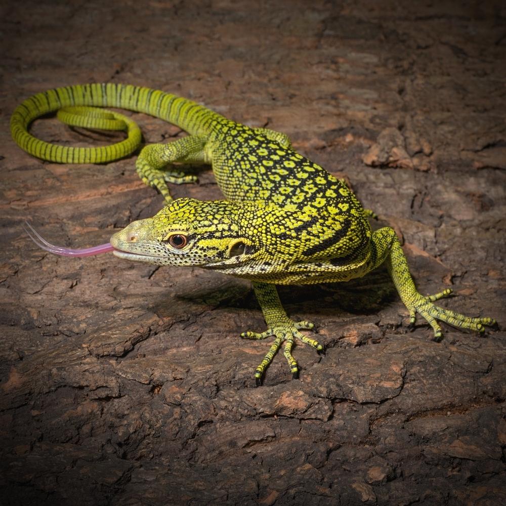 Yellow Tree Monitor Fun Facts Genes CBS