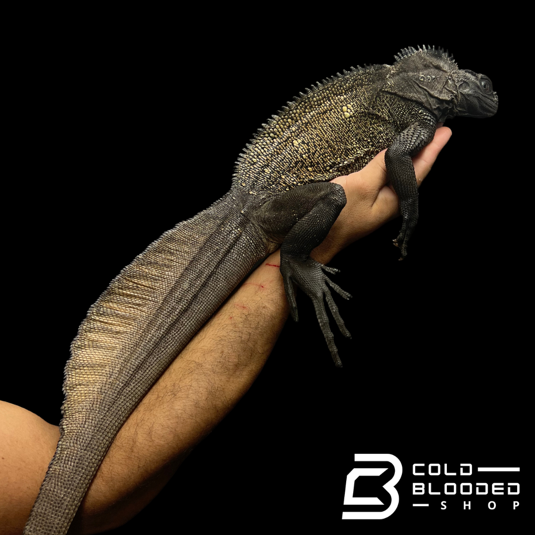 Adult Black Sailfin Dragon Lizard - Hydrosaurus celebensis - Cold Blooded Shop