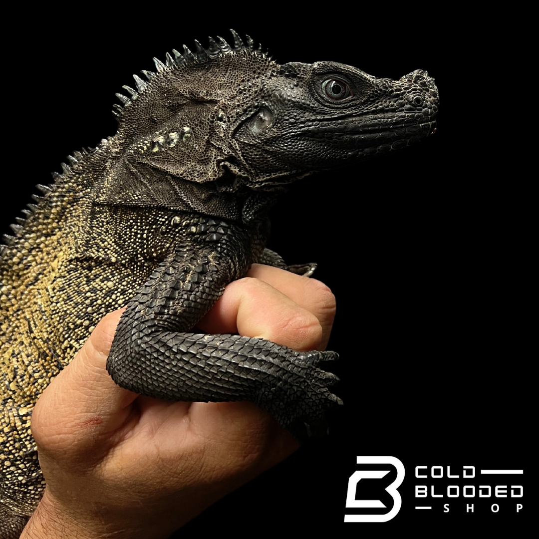 Adult Black Sailfin Dragon Lizard - Hydrosaurus celebensis - Cold Blooded Shop