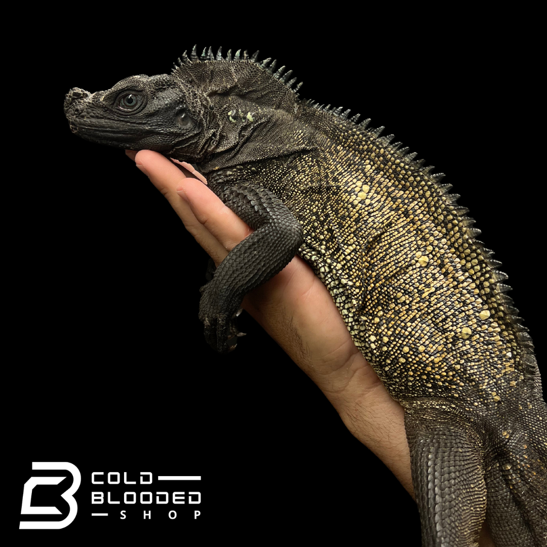 Adult Black Sailfin Dragon Lizard - Hydrosaurus celebensis - Cold Blooded Shop