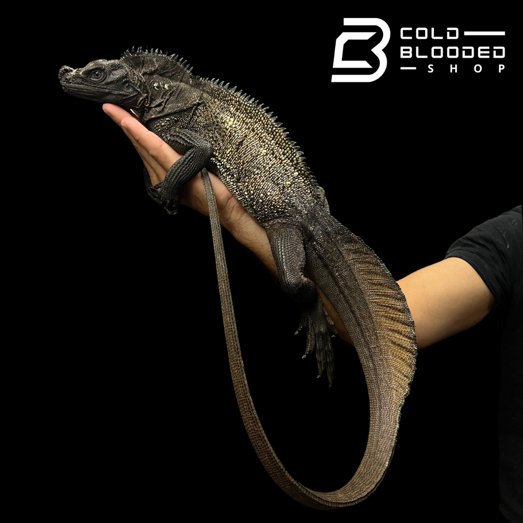 Adult Black Sailfin Dragon Lizard - Hydrosaurus celebensis - Cold Blooded Shop