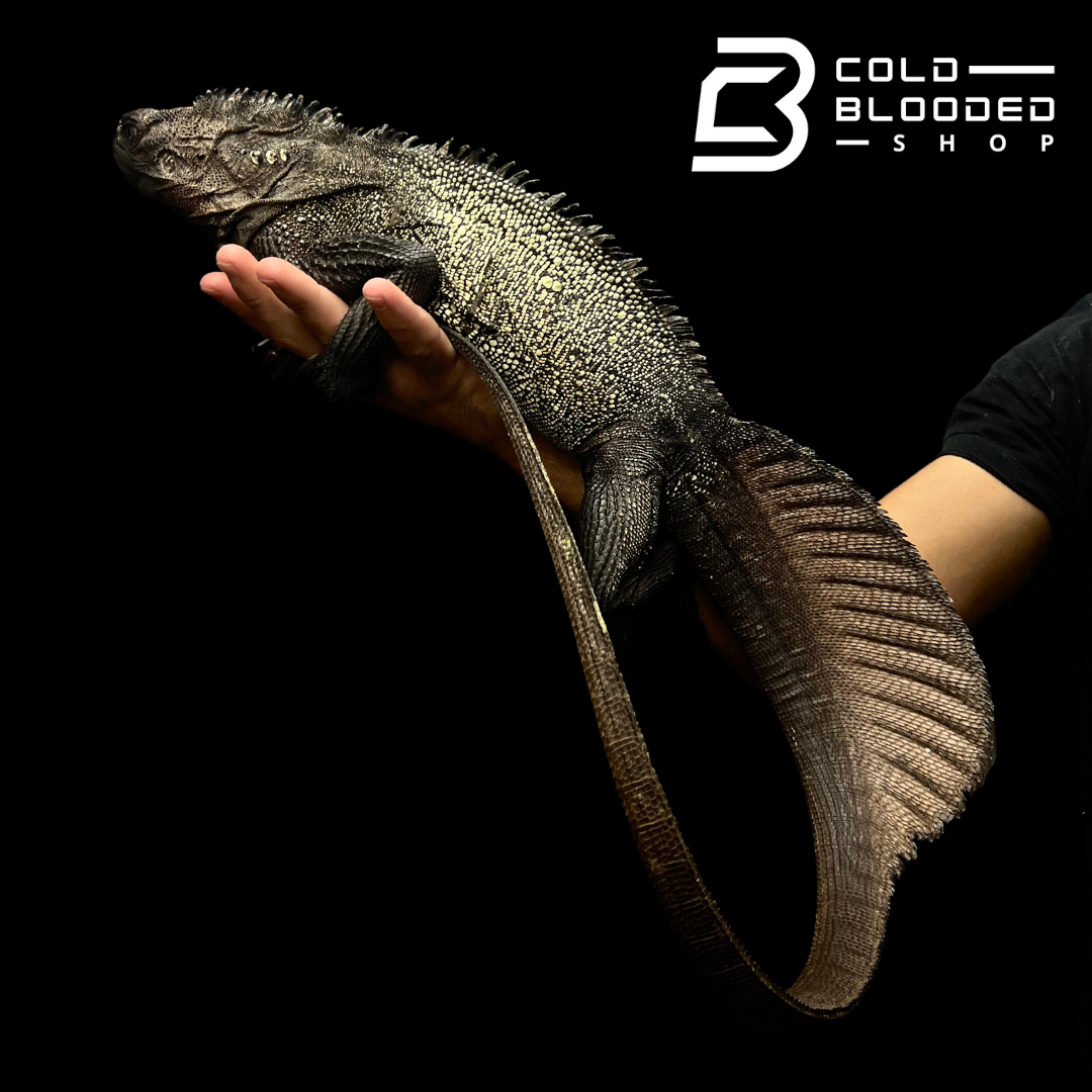 Adult Black Sailfin Dragon Lizard - Hydrosaurus celebensis - Cold Blooded Shop