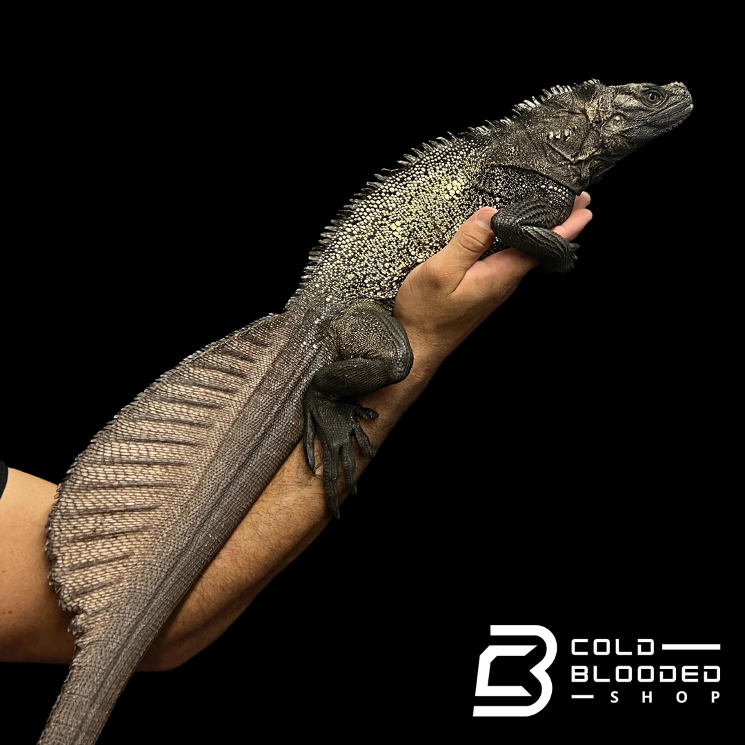 Adult Black Sailfin Dragon Lizard - Hydrosaurus celebensis - Cold Blooded Shop