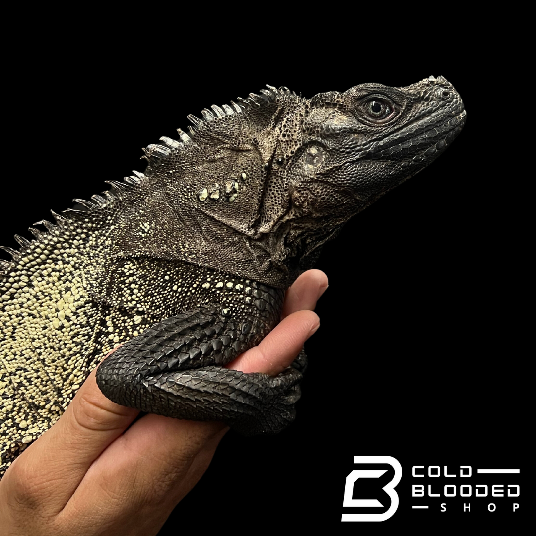 Adult Black Sailfin Dragon Lizard - Hydrosaurus celebensis - Cold Blooded Shop