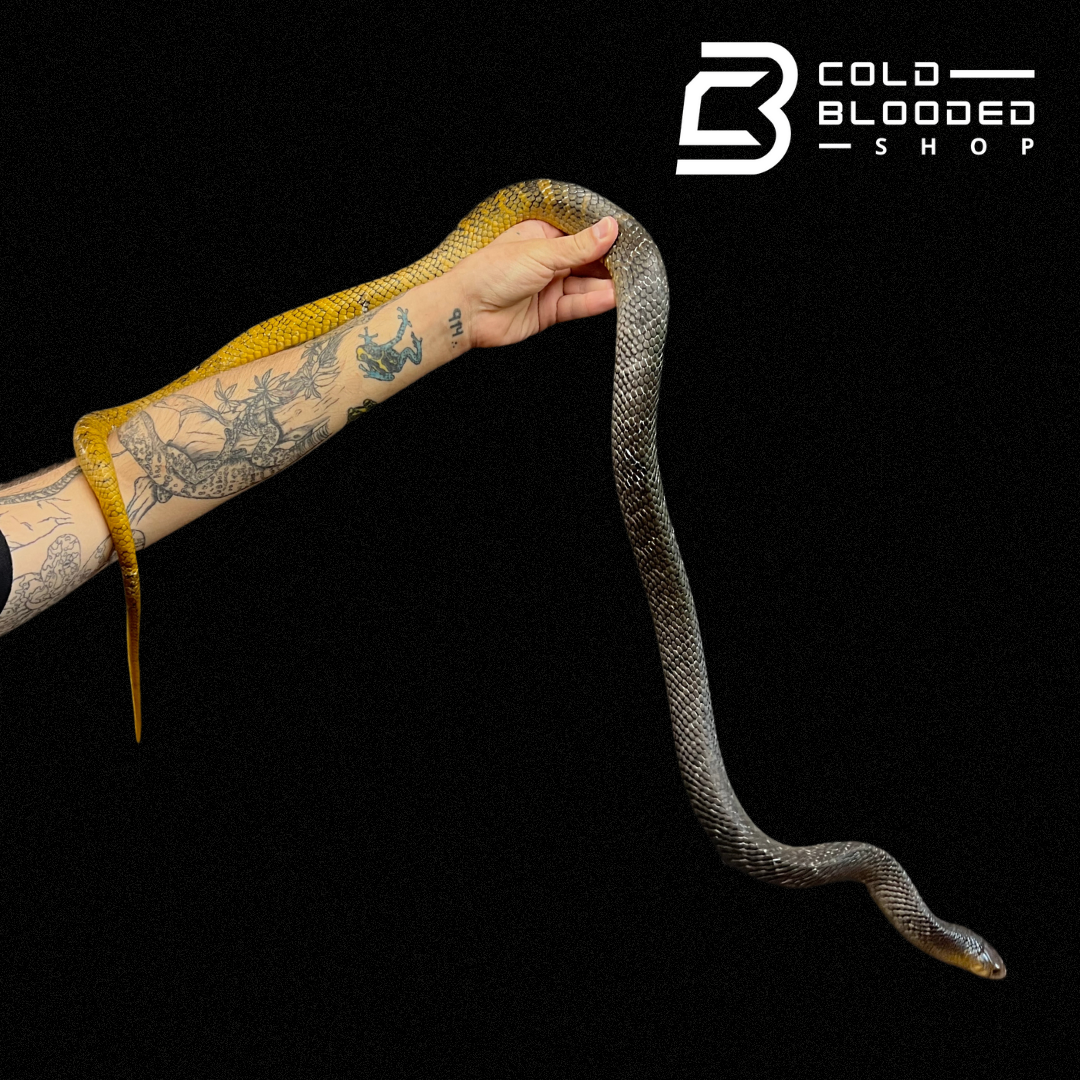 Juvenile Female Yellow Tailed Cribo - Drymarchon corais - Cold Blooded Shop
