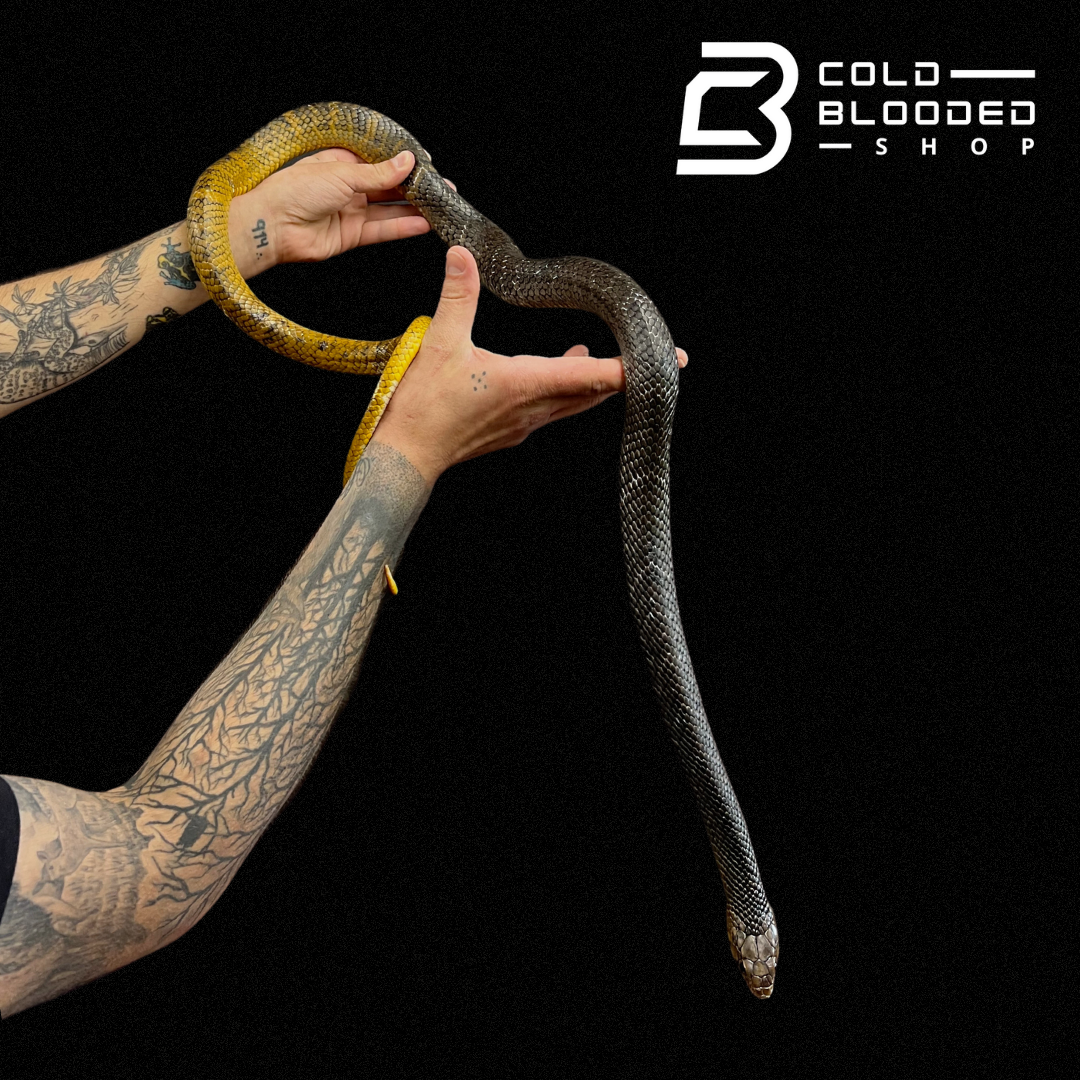 Juvenile Female Yellow Tailed Cribo - Drymarchon corais - Cold Blooded Shop