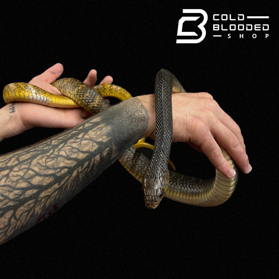 Juvenile Female Yellow Tailed Cribo - Drymarchon corais - Cold Blooded Shop