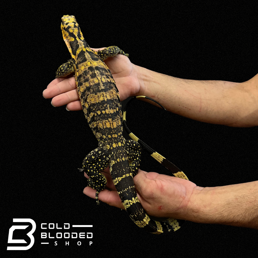 Juvenile Yellow-headed Water Monitor - Varanus cumingi - Cold Blooded Shop