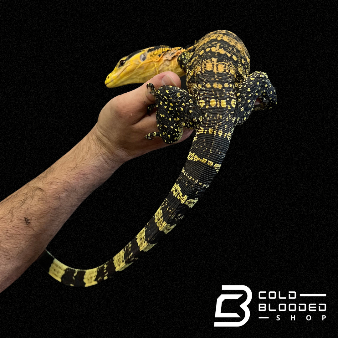 Juvenile Yellow-headed Water Monitor - Varanus cumingi - Cold Blooded Shop
