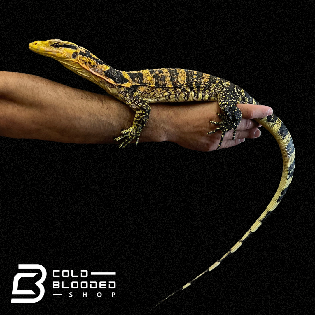 Juvenile Yellow-headed Water Monitor - Varanus cumingi - Cold Blooded Shop