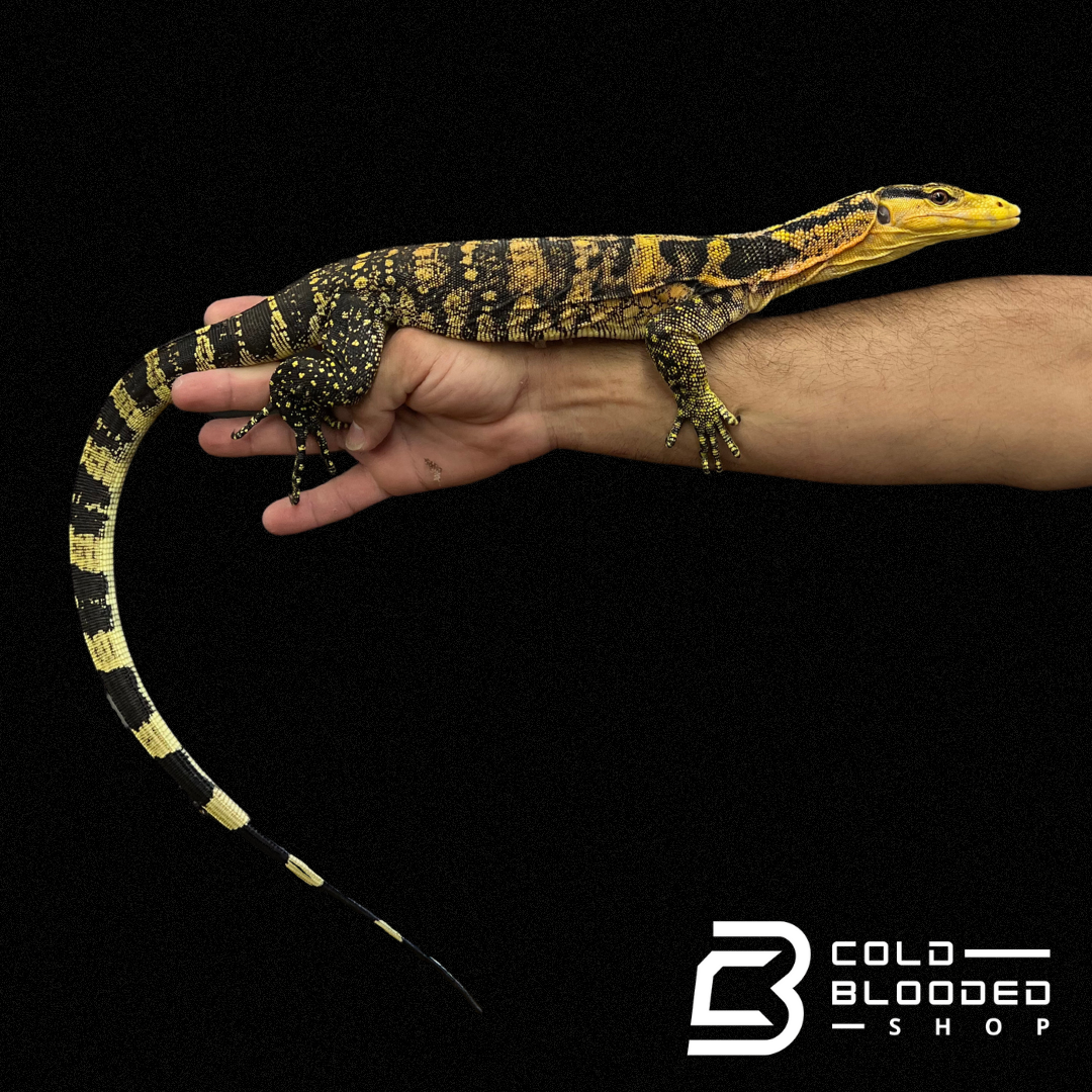Juvenile Yellow-headed Water Monitor - Varanus cumingi - Cold Blooded Shop