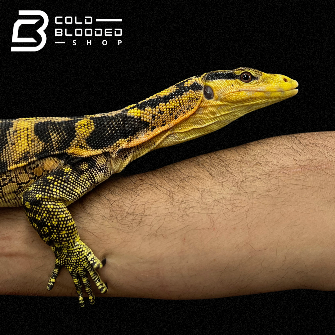 Juvenile Yellow-headed Water Monitor - Varanus cumingi - Cold Blooded Shop