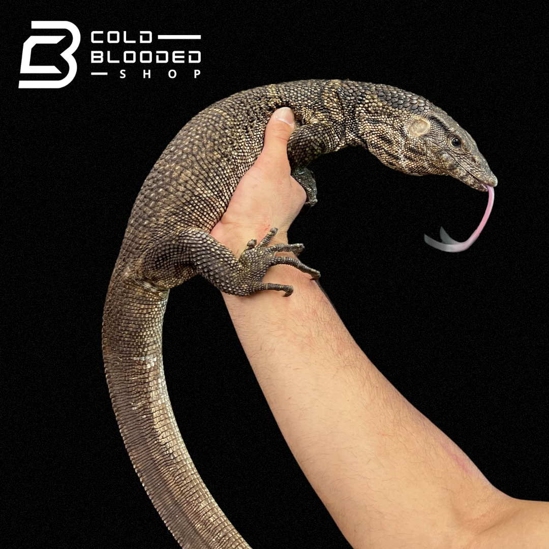 Adult Male Dumeril's Monitor - Varanus dumerilii - Cold Blooded Shop