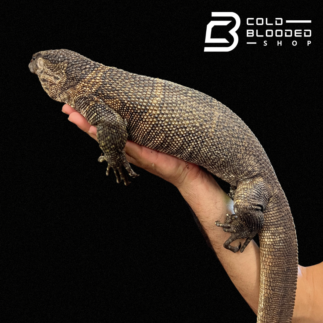 Adult Male Dumeril's Monitor - Varanus dumerilii - Cold Blooded Shop