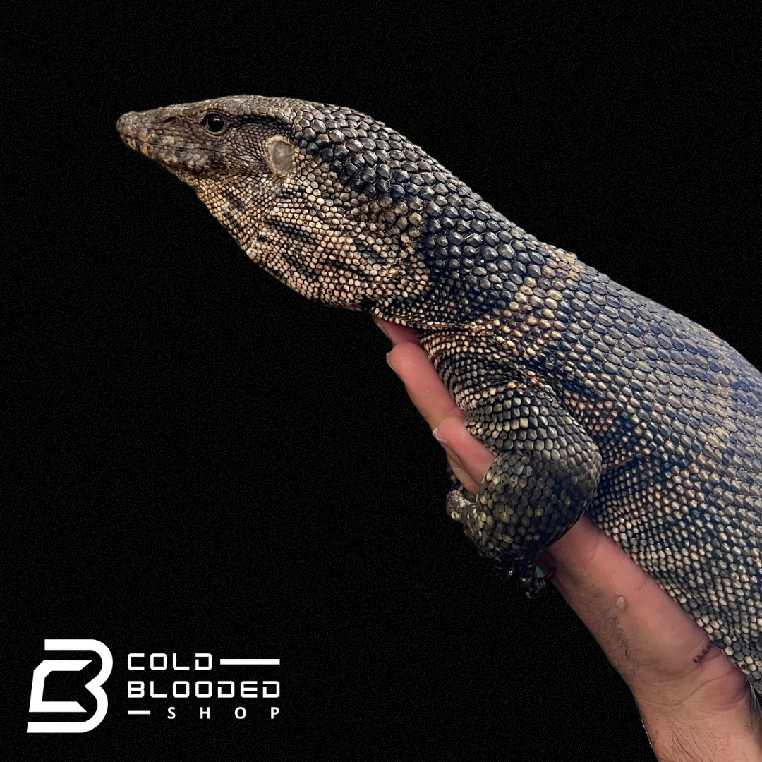 Adult Male Dumeril's Monitor - Varanus dumerilii - Cold Blooded Shop