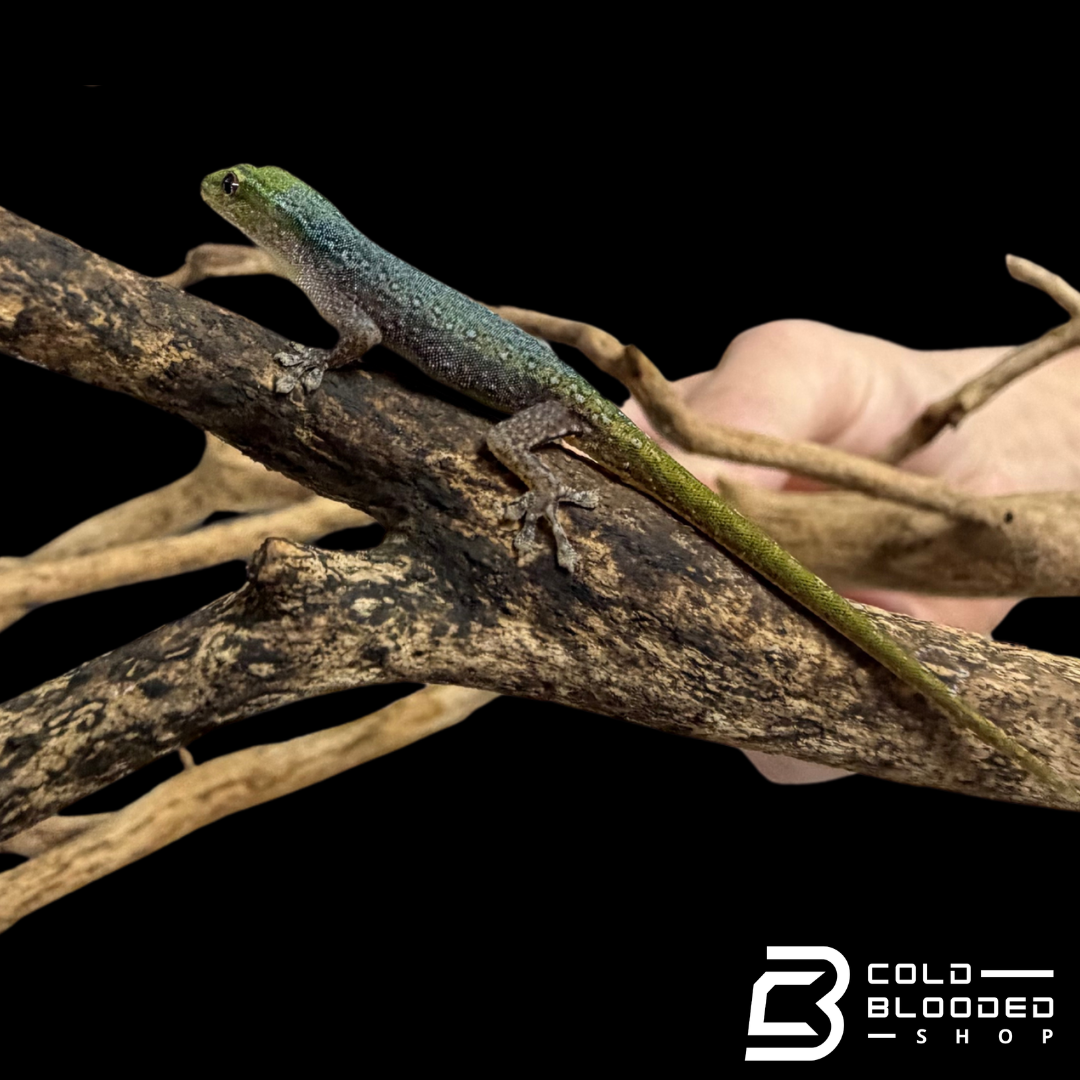 Cameroon Dwarf Gecko's - Lygodactylus Conraui