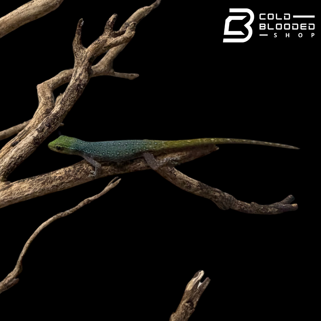 Cameroon Dwarf Gecko's - Lygodactylus Conraui