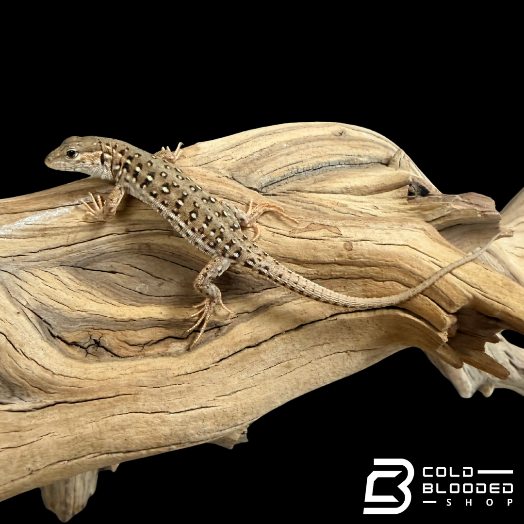 Mongolian Race Runners - Eremias argus