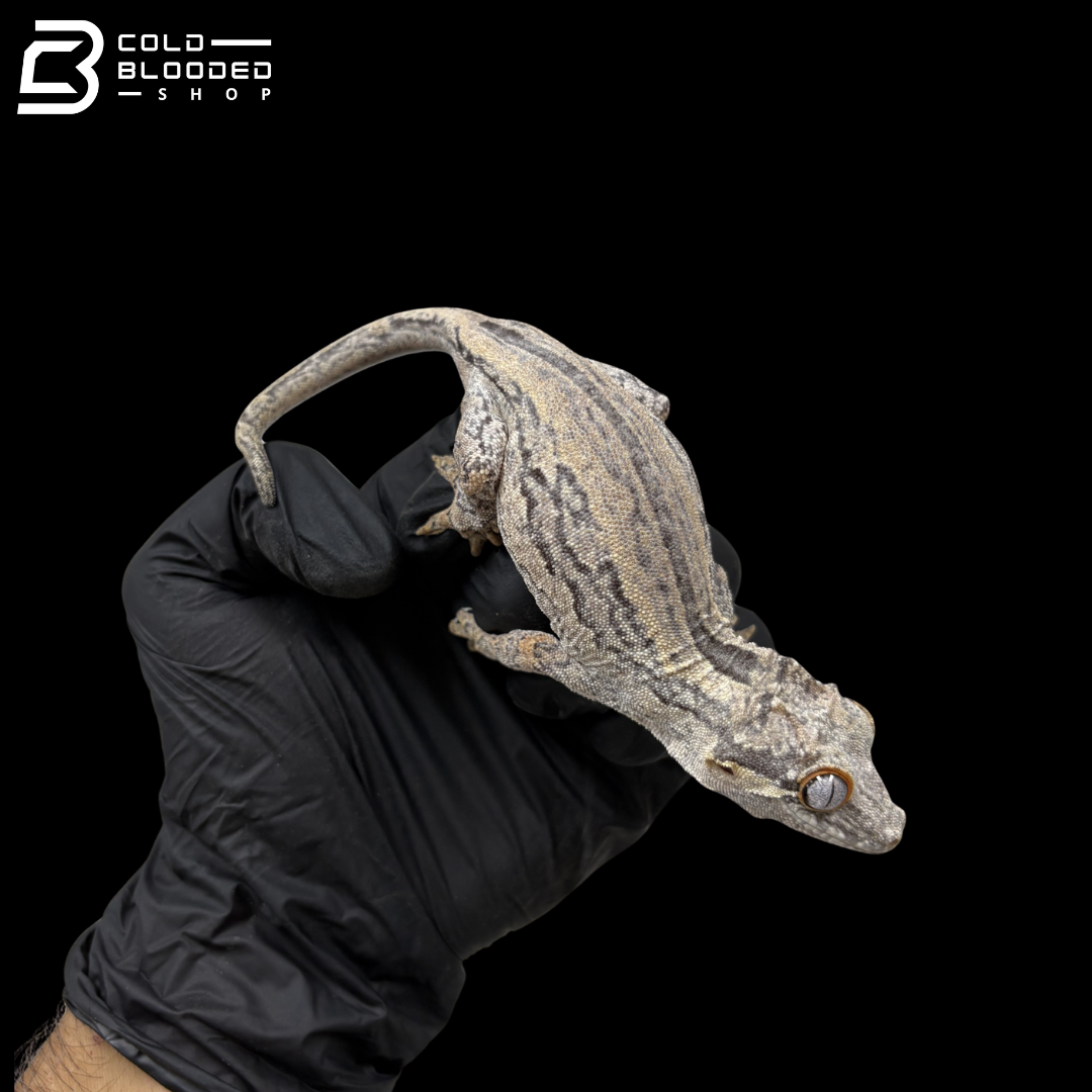 Female Black And White Pinstripe Gargoyle Gecko