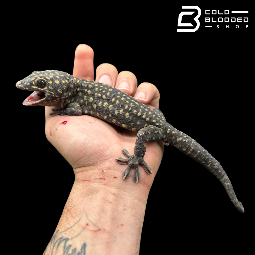 Adult Giant male Yellow Spot Tokay Gecko - Gekko gecko